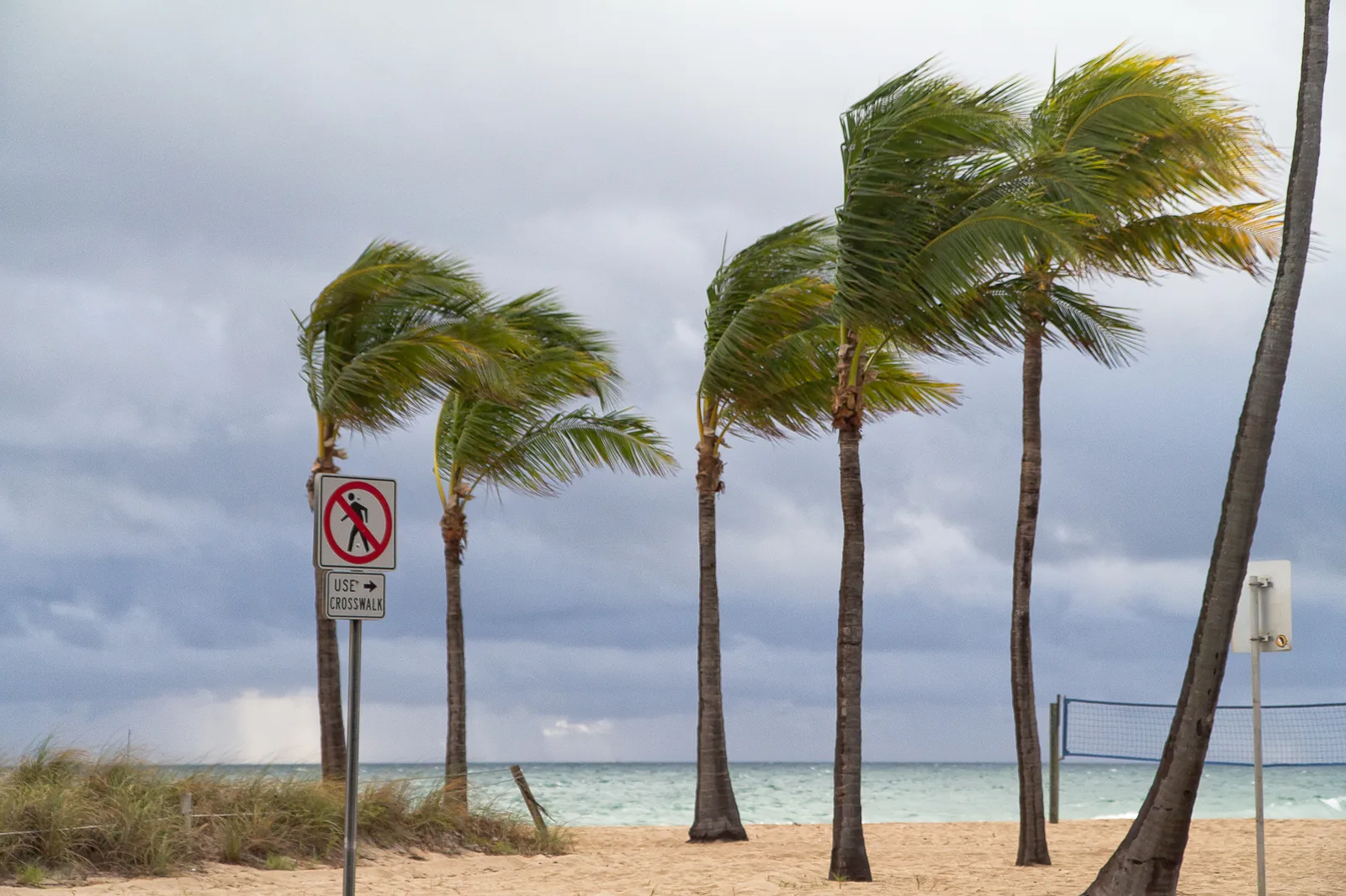Palm trees on Fort Lauderdale Beach in the Central Beach area
